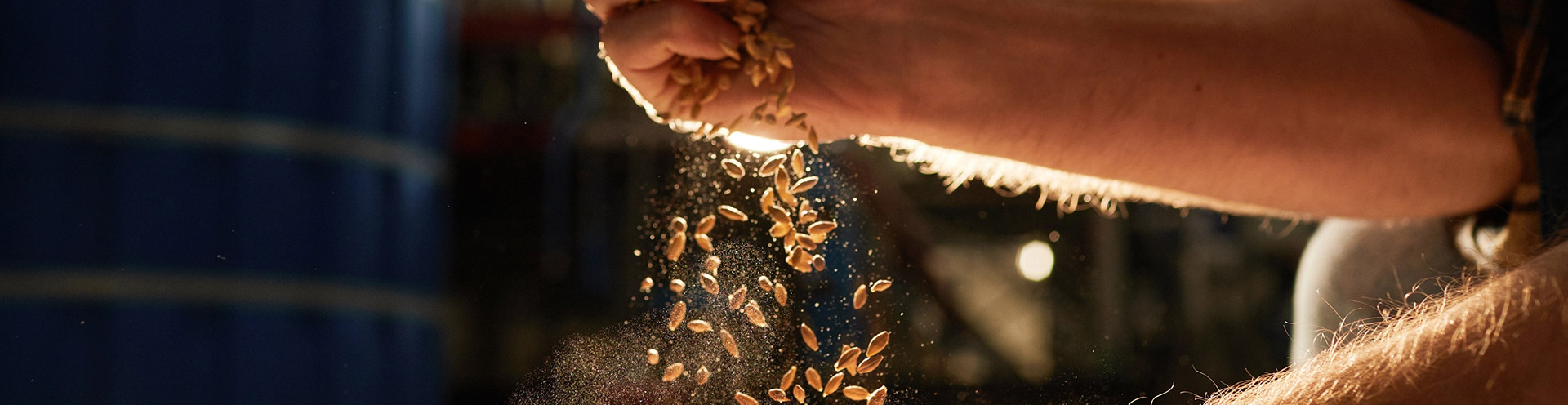 Sifting grain through hands with sunny backlight