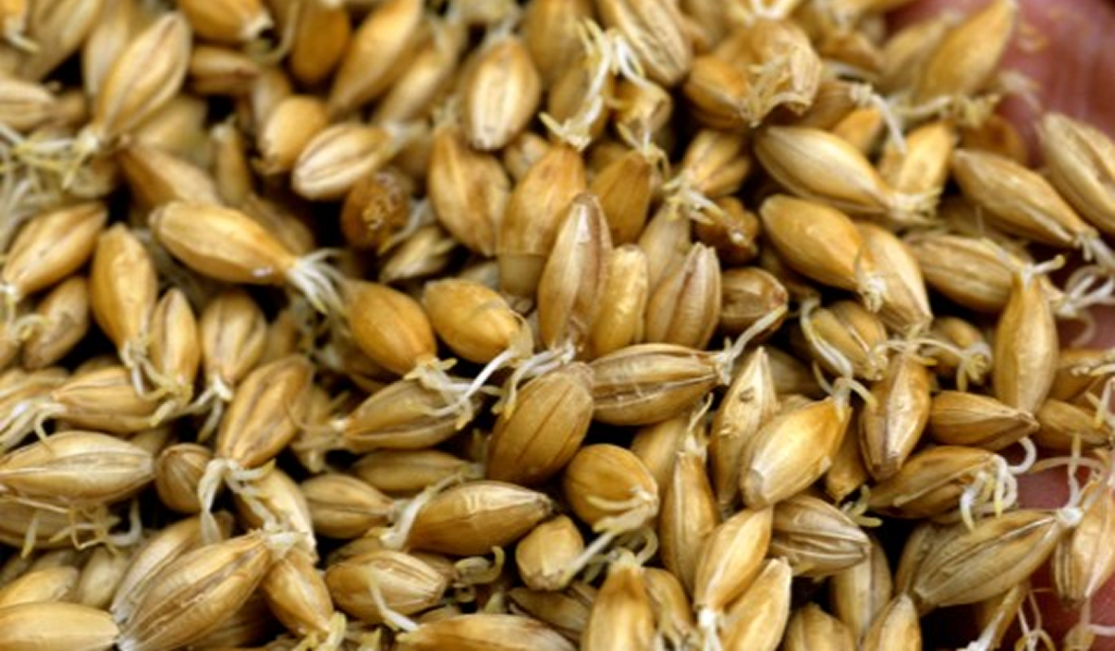 Germination 1 1